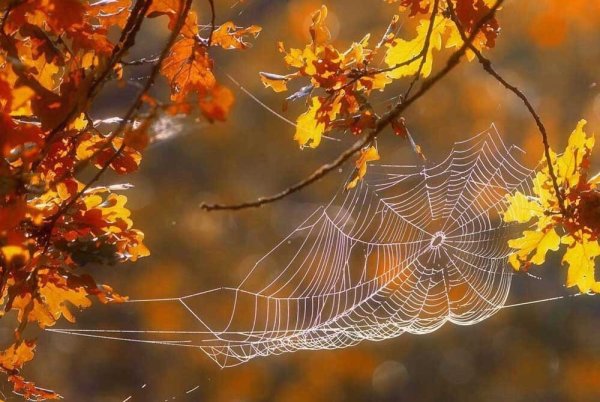 Открытки бабьего лета