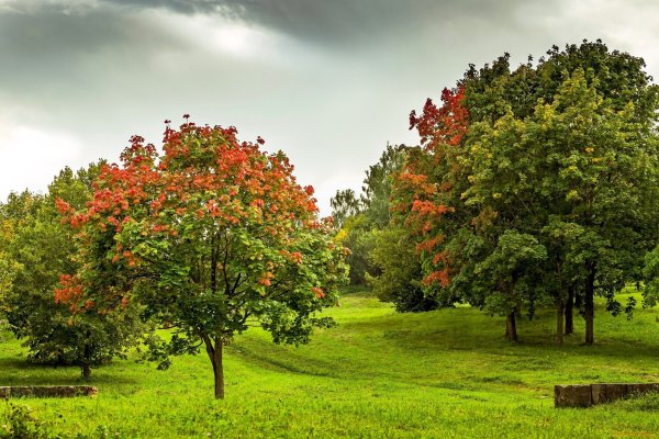 Осеннее дерево в сад