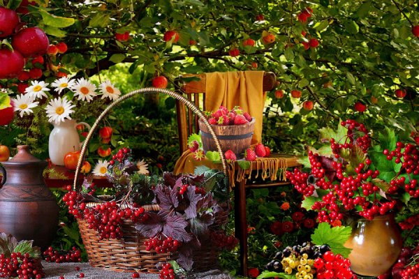 Плодовый сад летом