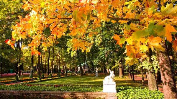 Кленовый парк в Санкт-Петербурге