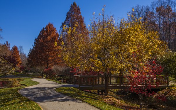 Осень в саду