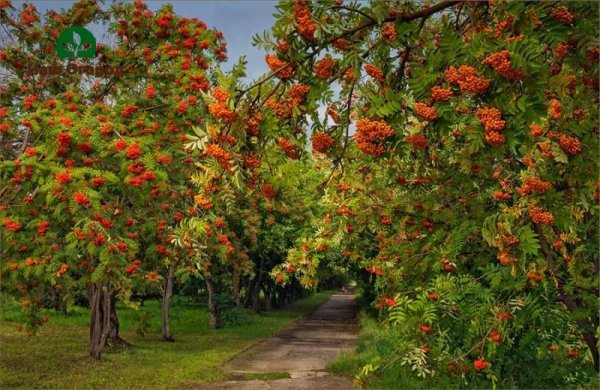Рябина обыкновенная аллея