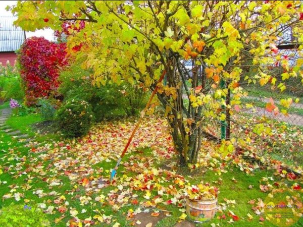 Калитка осень