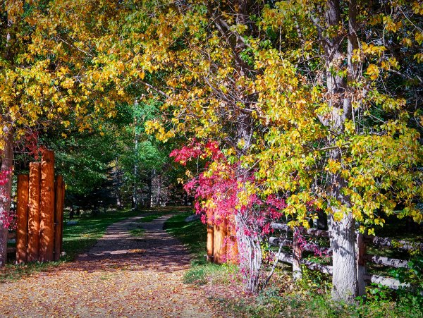 Яблочные плантации Нормандии