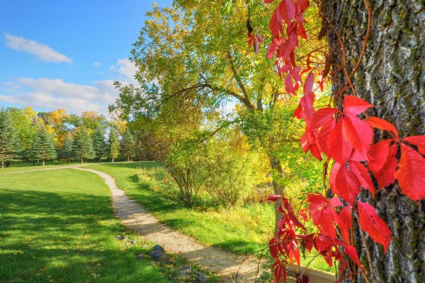 Яблочные плантации Нормандии