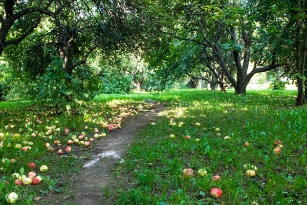 Клайв Николс цветы