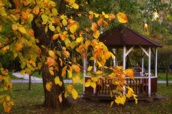 Летний сад вечером