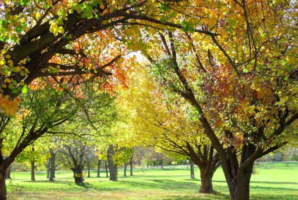 Осень в саду