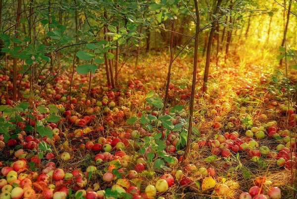 Сад с фруктами