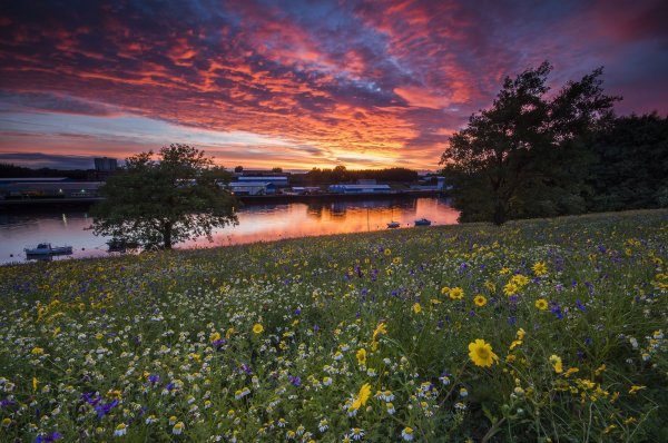 Летний луг река