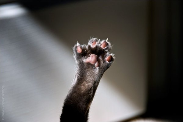 Кошачья лапа с когтями