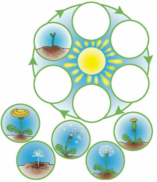 Экологические игры для дошкольников