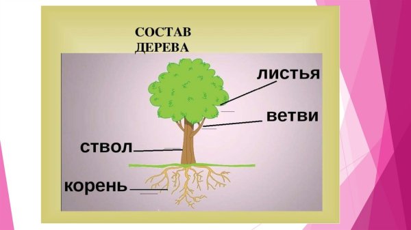 Строение дерева