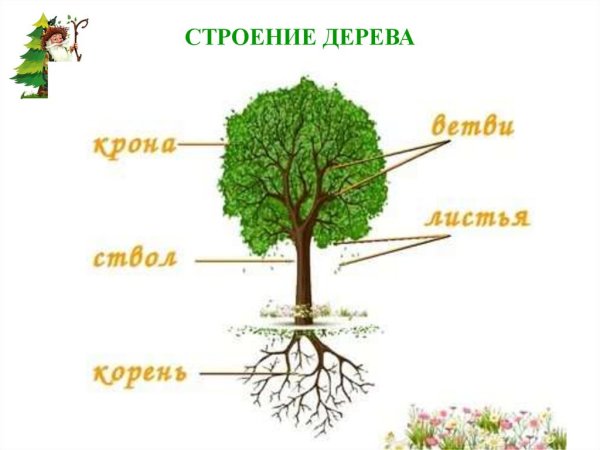Строение дерева для детей