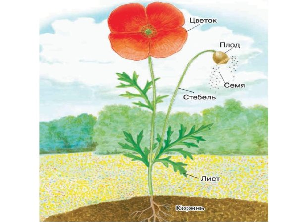 Строение растения