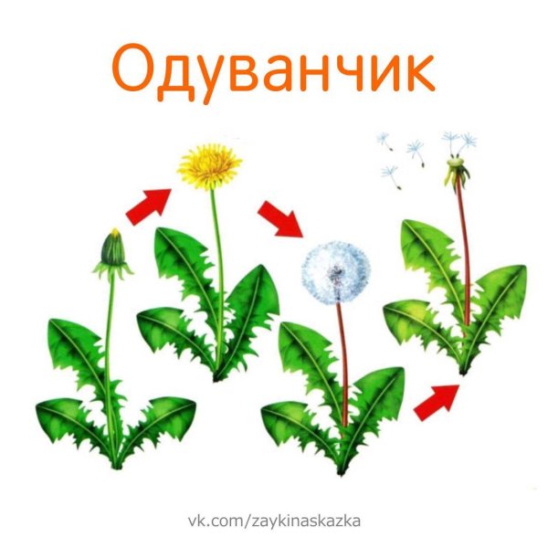 Как растет одуванчик