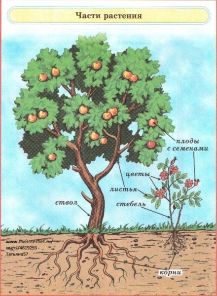 Строение комнатного растения