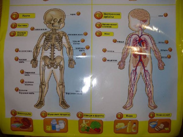 Из каких частей состоит дерево