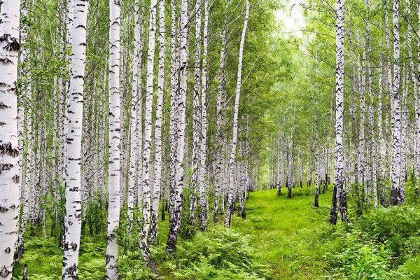 Березовая роща Хабаровск