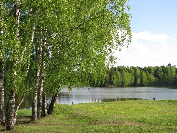 Березовая роща с озером