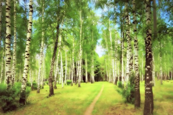 Березовая роща Томск