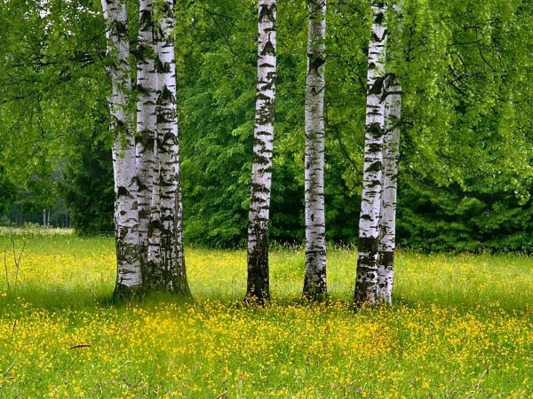 Березы русские березы