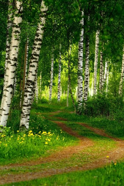 Берёзовая роща и река