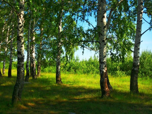 Природа Якутии березы