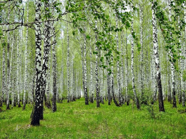 Березовая роща Чебоксары
