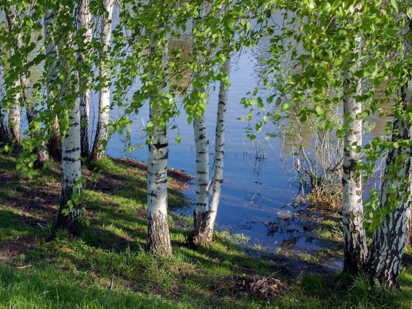 Березовая роща Тутаев