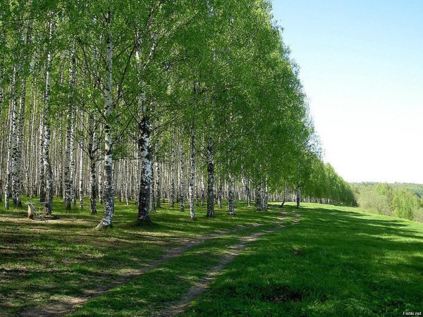 Лес Тинь Зинь Энгельс