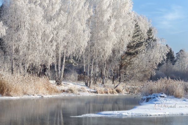 Зимняя береза