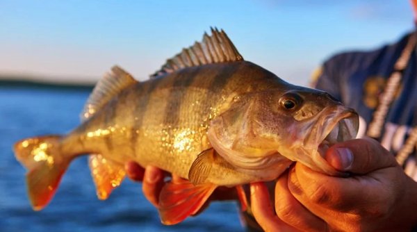 Ловля окуня