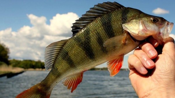 Маленький окунь