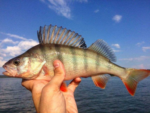 Красноперый окунь