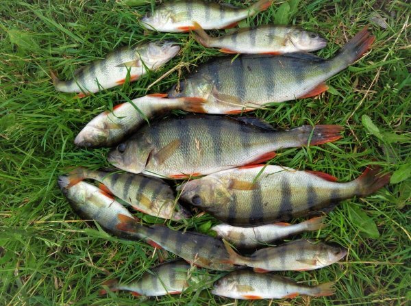 Окунь Речной улов