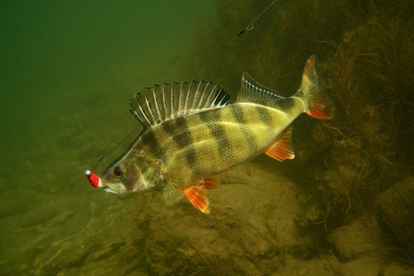 Красноперый окунь