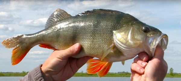 Речной окунь