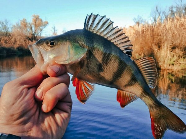 Красноперый окунь