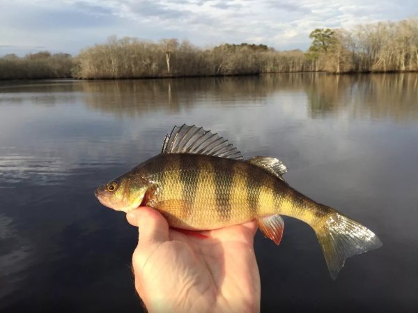 Рыбалка апрельский окунь