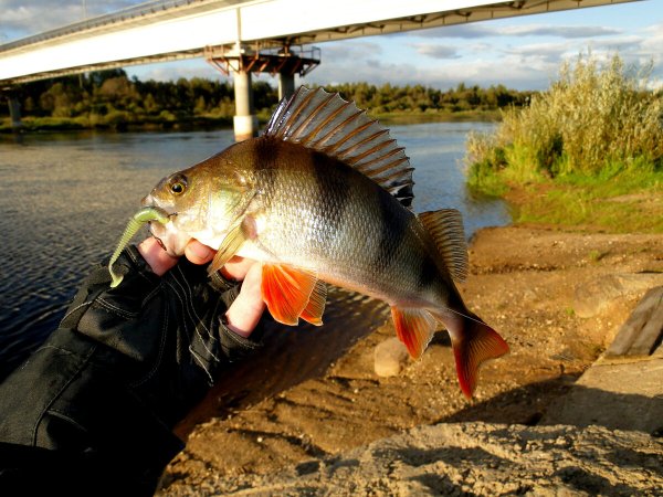 Беспузырный окунь