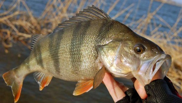 Большой окунь