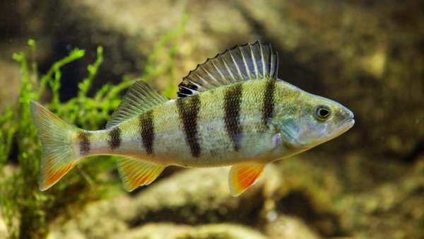 Травяной окунь