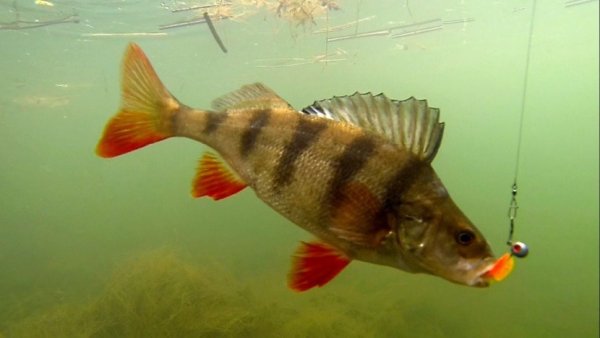 Атака окуня