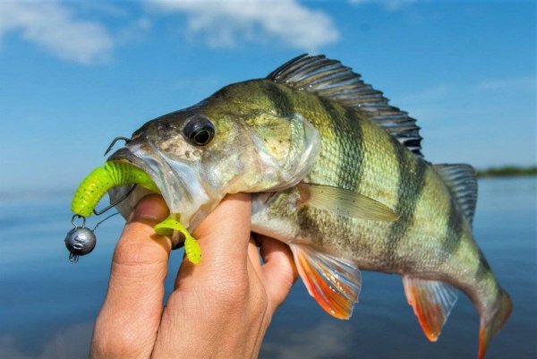 Окунь на спиннинг