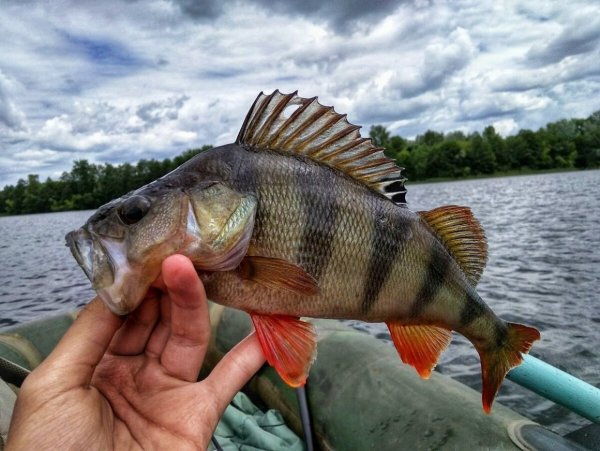 Красноперый окунь