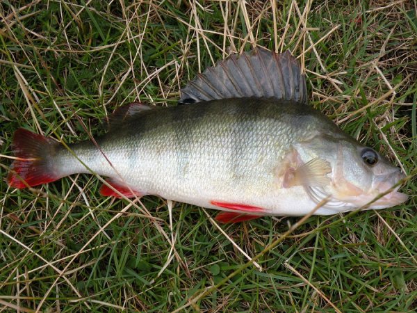 Окунь обыкновенный