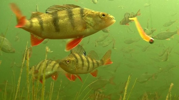 Окунь в воде