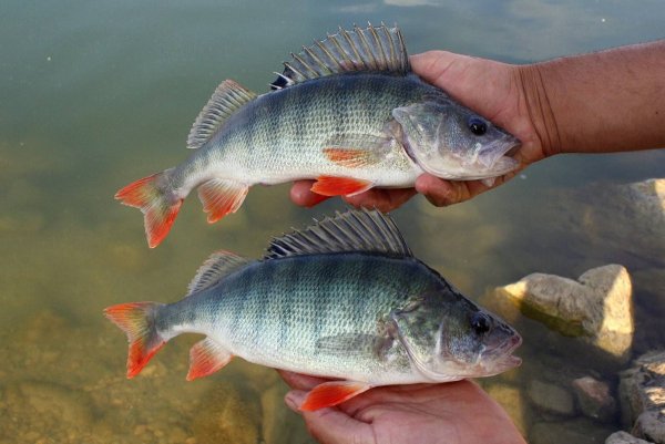 Окунь серанус