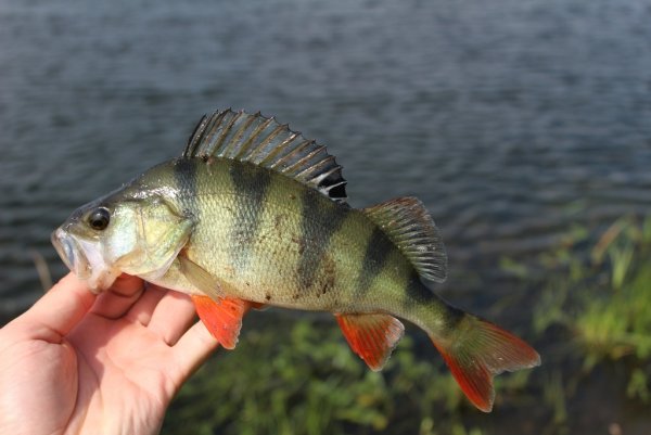 Окунь гребнелобый